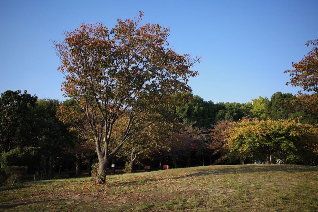 Image of SAIGOYAMA PARK