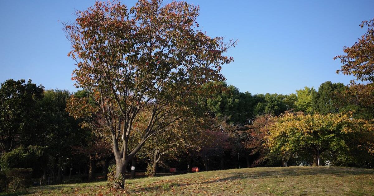 Image of SAIGOYAMA PARK