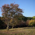 Image of SAIGOYAMA PARK