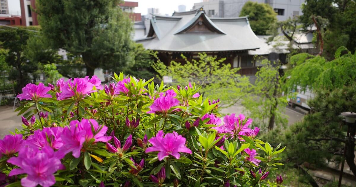 Image of HATONOMORI SHRINE