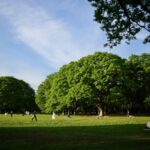 Image of YOYOGI PARK