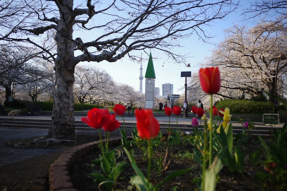 Image of SARUE ONSHI PARK